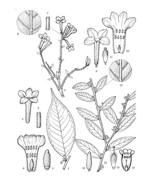 Natural compounds from  Daphne genkwa